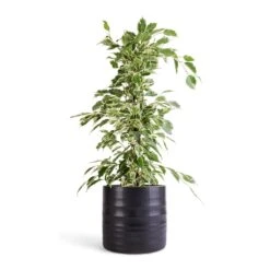 Ficus Benjamina Twilight - Weeping Fig - Branched -Garden Potted Plant Shop Ficus benjamina Twilight Weeping Fig Branched 14x55cm Hadleigh Plant Pot Charcoal 17x15cm