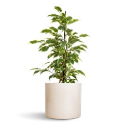 Lazzaro Plant Pot - Linen Effect -Garden Potted Plant Shop Ficus benjamina Twilight Weeping Fig Branched 14x55cm Lazzaro Plant Pot Linen Effect 18x16cm