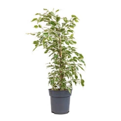 Ficus Benjamina Twilight - Weeping Fig - Branched -Garden Potted Plant Shop Ficus benjamina Twilight Weeping Fig Branched 17x70cm