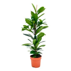 Ficus Cyathistipula - African Fig -Garden Potted Plant Shop Ficus cyathistipula African Fig 110cm