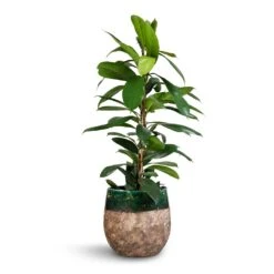 Lindy Plant Pot - Black Green -Garden Potted Plant Shop Ficus cyathistipula African Fig 21x90cm Lindy Plant Pot Black Green 23x20cm 2