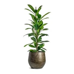 Ryan Plant Pot - Shiny Gold -Garden Potted Plant Shop Ficus cyathistipula African Fig Ryan Plant Pot Shiny Gold cc032f17 2bf2 4928 9436 c5a000b1f591
