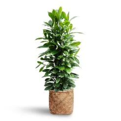 Zayn Bamboo Planter -Garden Potted Plant Shop Ficus cyathistipula Hydroculture Zayn Bamboo Planter 7de41e21 c05b 47ee ad08 ac6ff41adf3b