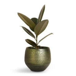 Noor Plant Pot - Velvet Green -Garden Potted Plant Shop Ficus elastica Abidjan Burgundy Rubber Plant 14x35cm Noor Plant Pot Velvet Green 19x16cm