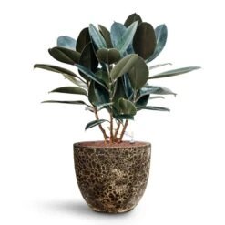 Lava Couple Relic Planter - Black 22 Lava Couple Relic Planter - Black -Garden Potted Plant Shop Ficus elastica Abidjan HydroCare Lava Couple Relic Planter Black d1e501c3 7461 4a84 ac90 58f98aa0e312