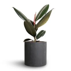 Puk Natural Planter - Matt Black 10 Puk Natural Planter - Matt Black -Garden Potted Plant Shop Ficus elastica Abidjan Rubber Plant 12x35cm Puk Natural Planter Matt Black 15x15cm