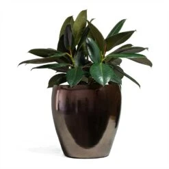 Amora Plant Pot - Black Gold -Garden Potted Plant Shop Ficus elastica Abidjan Rubber Plant 24x60cm Amora Plant Pot Black Gold 32x32cm
