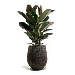 Opus Hit Darcy Planter - Gold -Garden Potted Plant Shop Ficus elastica Abidjan Rubber Plant Opus Hit Darcy Planter Gold