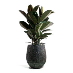 Opus Hit Darcy Planter - Silver -Garden Potted Plant Shop Ficus elastica Abidjan Rubber Plant Opus Hit Darcy Planter Silver