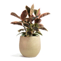 Ryan Plant Pot - Sand Gold -Garden Potted Plant Shop Ficus elastica Belize Rubber Plant Ryan Plant Pot Sand Gold 7bef99b7 5b03 435b 8ad8 0b45e4cee94a
