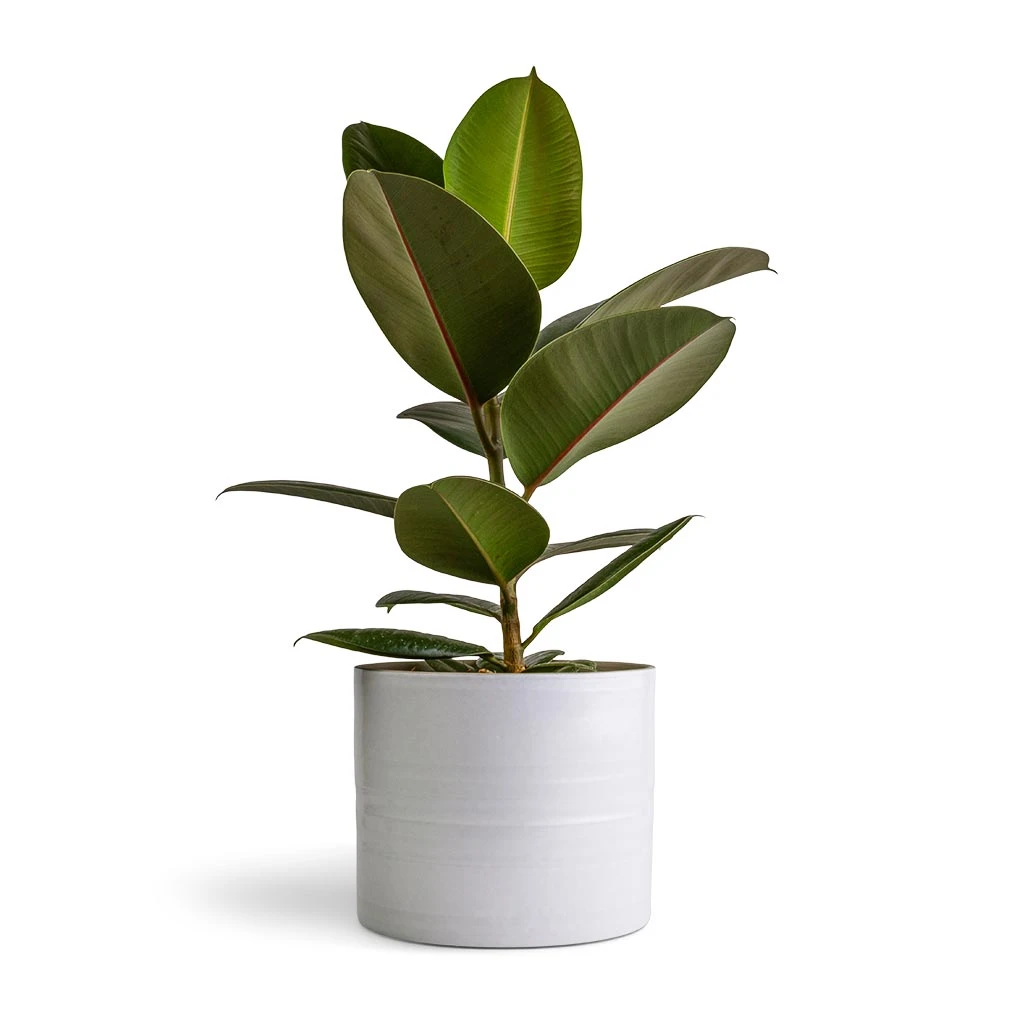 Ficus Elastica Robusta - Rubber Plant 4 Ficus Elastica Robusta - Rubber Plant - Image 4
