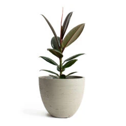 Mini Jesslyn Plant Pot - Grey Washed -Garden Potted Plant Shop Ficus elastica Melany Rubber Plant Mini Jesslyn Plant Pot Grey Washed