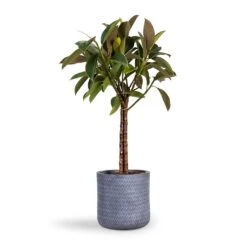 Angle Cylinder Plant Pot - Grey -Garden Potted Plant Shop Ficus elastica Melany Rubber Plant Multi Stem 21x80cm Angle Cylinder Plant Pot Grey 24x24cm