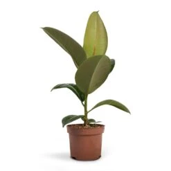 Ficus Elastica Robusta - Rubber Plant 22 Ficus Elastica Robusta - Rubber Plant -Garden Potted Plant Shop Ficus elastica Robusta Rubber Plant 12x35cm