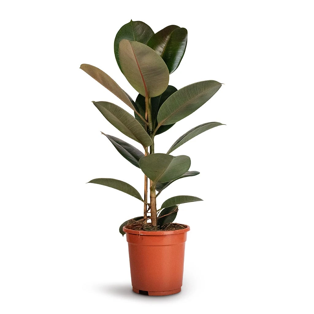Ficus Elastica Robusta - Rubber Plant 5 Ficus Elastica Robusta - Rubber Plant - Image 5