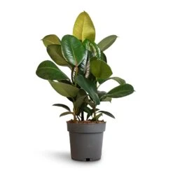 Ficus Elastica Robusta - Rubber Plant 26 Ficus Elastica Robusta - Rubber Plant -Garden Potted Plant Shop Ficus elastica Robusta Rubber Plant 19x70cm