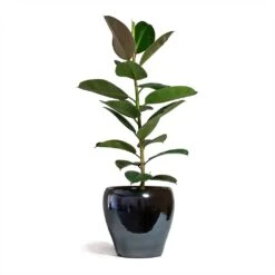 Amora Plant Pot - Anthracite Mirror 12 Amora Plant Pot - Anthracite Mirror -Garden Potted Plant Shop Ficus elastica Robusta Rubber Plant 21x60cm Amora Plant Pot Anthracite Mirror 32x32cm 2
