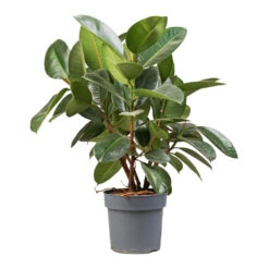 Ficus Elastica Robusta - Rubber Plant 33 Ficus Elastica Robusta - Rubber Plant -Garden Potted Plant Shop Ficus elastica Robusta Rubber Plant 21x70cm 2