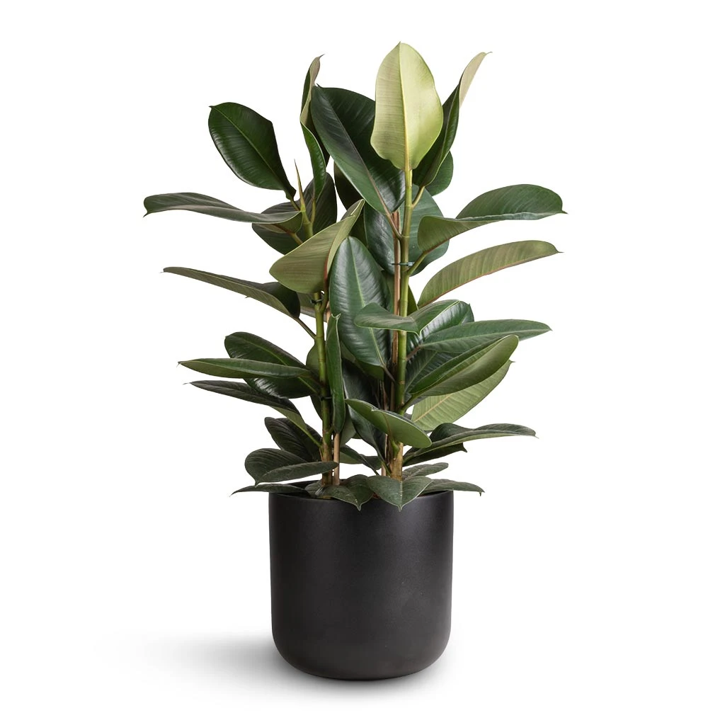 Ficus Elastica Robusta - Rubber Plant 1 Ficus Elastica Robusta - Rubber Plant