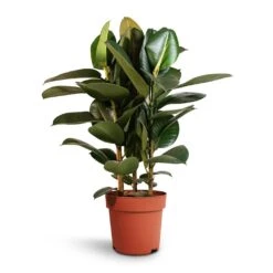 Ficus Elastica Robusta - Rubber Plant 30 Ficus Elastica Robusta - Rubber Plant -Garden Potted Plant Shop Ficus elastica Robusta Rubber Plant 24x90cm