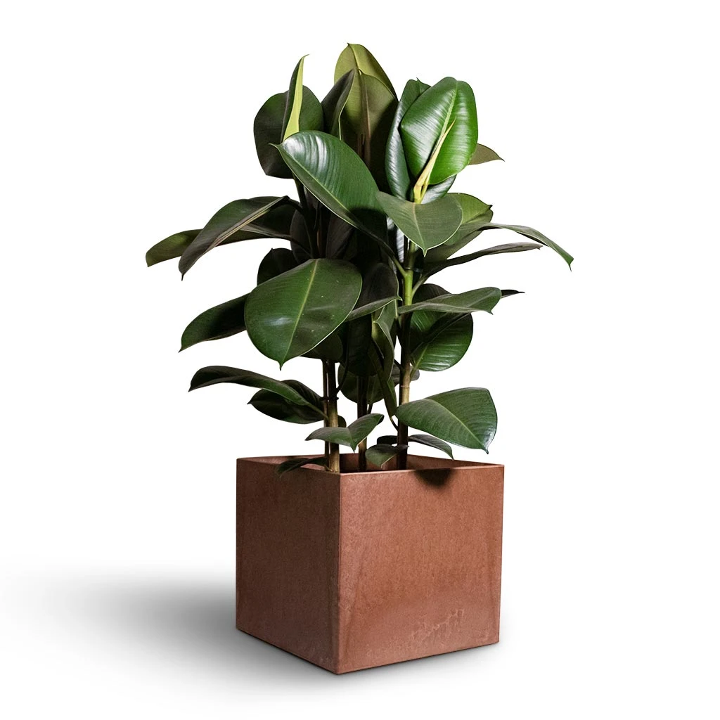 Ficus Elastica Robusta - Rubber Plant 13 Ficus Elastica Robusta - Rubber Plant - Image 13