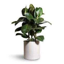 Ficus Elastica Robusta - Rubber Plant 28 Ficus Elastica Robusta - Rubber Plant -Garden Potted Plant Shop Ficus elastica Robusta Rubber Plant 24x90cm Max Refined Planter Natural White 29x29.5cm 2