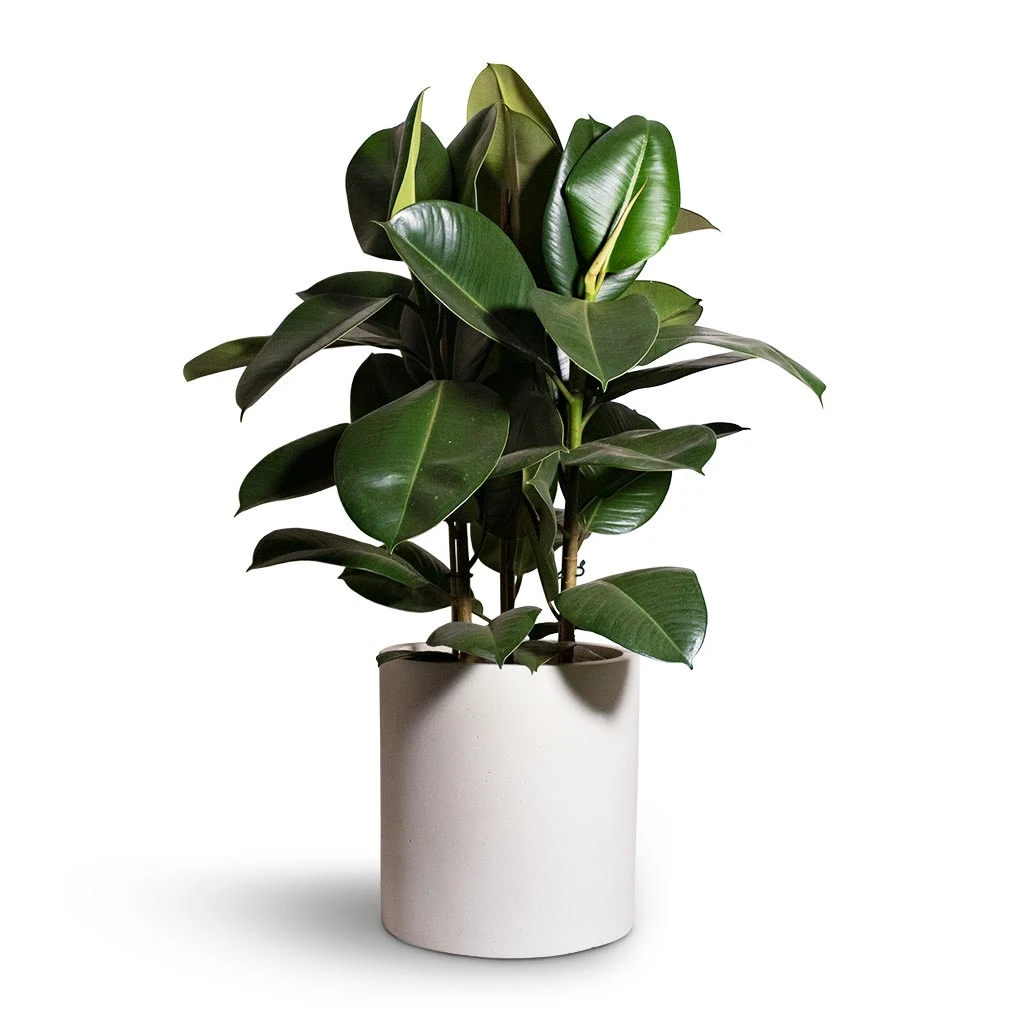 Ficus Elastica Robusta - Rubber Plant 9 Ficus Elastica Robusta - Rubber Plant - Image 9