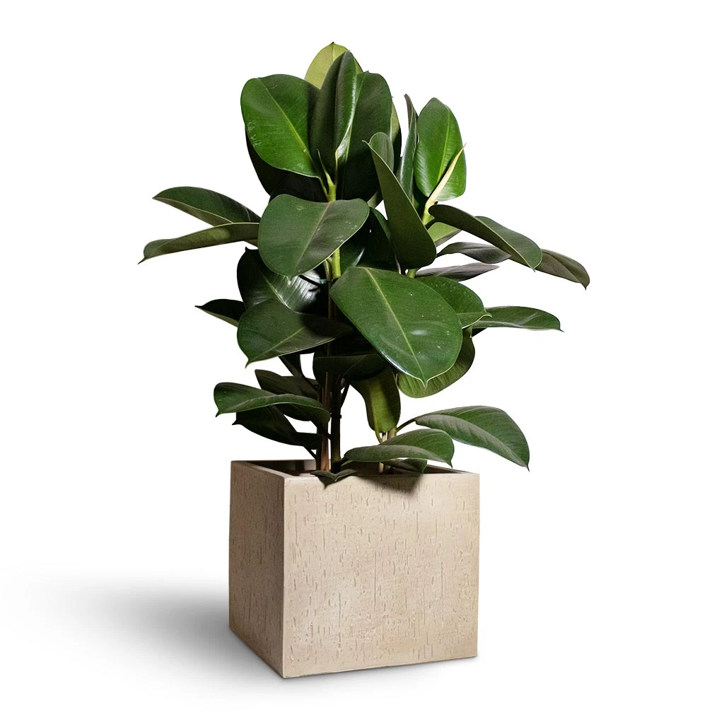 Ficus Elastica Robusta - Rubber Plant 15 Ficus Elastica Robusta - Rubber Plant - Image 15