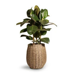 Ficus Elastica Robusta - Rubber Plant 29 Ficus Elastica Robusta - Rubber Plant -Garden Potted Plant Shop Ficus elastica Robusta Rubber Plant 24x90cm Siona Wikr Plant Baskets Set3 Natural