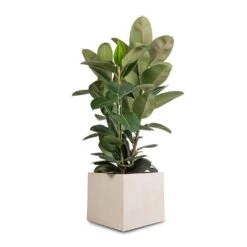 Raindrop Cube Planter - Stone -Garden Potted Plant Shop Ficus elastica Robusta Rubber Plant 30x110cm Raindrop Cube Planter Stone 40x40x36cm