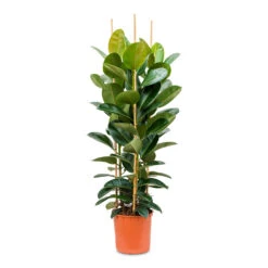 Ficus Elastica Robusta - Rubber Plant 37 Ficus Elastica Robusta - Rubber Plant -Garden Potted Plant Shop Ficus elastica Robusta Rubber Plant 35x160cm