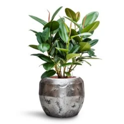 Opus Raw Couple Planter - Silver -Garden Potted Plant Shop Ficus elastica Robusta Rubber Plant HydroCare Opus Raw Couple Planter Silver 30652107 5bf6 4b87 b189 82875a81da45