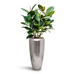 Opus Raw Partner Planter - Silver -Garden Potted Plant Shop Ficus elastica Robusta Rubber Plant HydroCare Opus Raw Partner Planter Silver 2e0ba180 fea9 4643 aee5 8288dc411343