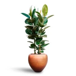 Metallic Couple Plant Pot - Matt Copper 16 Metallic Couple Plant Pot - Matt Copper -Garden Potted Plant Shop Ficus elastica Robusta Rubber Plant HydrocultureMetallic Couple Plant Pot Matt Copper b60f0eae b9ef 44a5 84c2 309f7ffd6a61