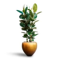 Metallic Couple Plant Pot - Matt Honey -Garden Potted Plant Shop Ficus elastica Robusta Rubber Plant HydrocultureMetallic Couple Plant Pot Matt Honey 4d2feb1b 3032 444e a393 bcb03205de39