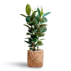 Zayn Bamboo Planter -Garden Potted Plant Shop Ficus elastica Robusta Rubber Plant HydrocultureZayn Bamboo Planter cb79fe29 2419 4f46 aac1 ad88354c0747