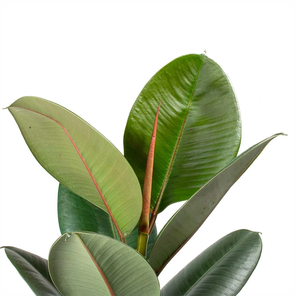 Ficus Elastica Robusta - Rubber Plant 2 Ficus Elastica Robusta - Rubber Plant - Image 2