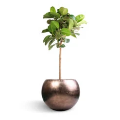 Metallic Globe Plant Pot - Matt Coffee 18 Metallic Globe Plant Pot - Matt Coffee -Garden Potted Plant Shop Ficus elastica Robusta Rubber Plant Straight Stem 30x120cm Metallic Globe Plant Pot Matt Coffee 50x37cm