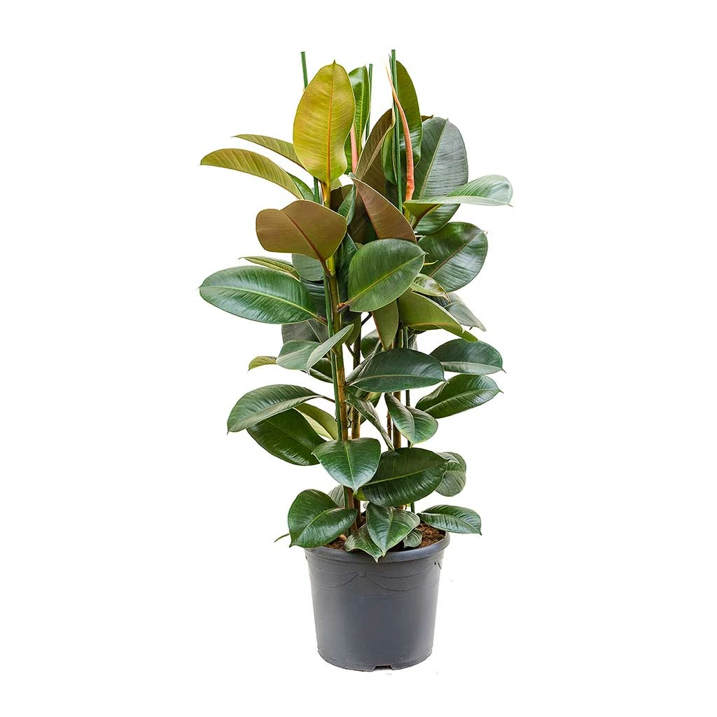 Ficus Elastica Robusta - Rubber Plant 16 Ficus Elastica Robusta - Rubber Plant - Image 16