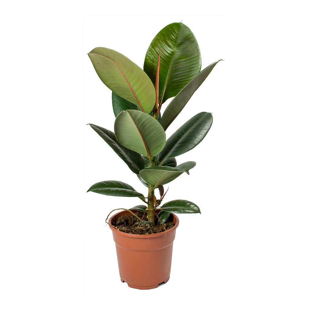 Ficus Elastica Robusta - Rubber Plant 20 Ficus Elastica Robusta - Rubber Plant - Image 20