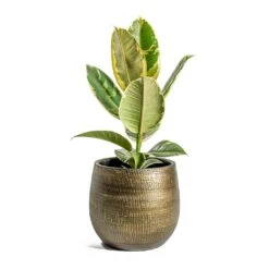 Ryan Plant Pot - Shiny Gold -Garden Potted Plant Shop Ficus elastica Tineke Rubber Plant Ryan Plant Pot Shiny Gold