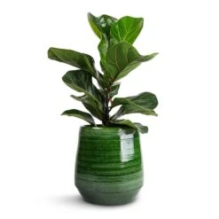 Remi Plant Pot - Green -Garden Potted Plant Shop Ficus lyrata Bambino Dwarf Fiddle Leaf Fig 12x35cm 1 stem Remi Plant Pot Green 18x19cm 025f0547 1a25 4f86 9643 530da32781af