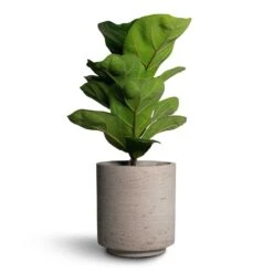 Suzi Plant Pot - Grey Washed -Garden Potted Plant Shop Ficus lyrata Bambino Dwarf Fiddle Leaf Fig 12x35cm 1stem Suzi Plant Pot Grey Washed 15x16 1