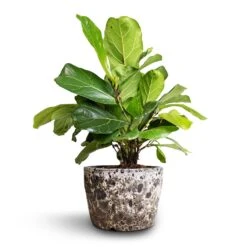 Lava Couple Straight Relic Planter - Black 13 Lava Couple Straight Relic Planter - Black -Garden Potted Plant Shop Ficus lyrata Bambino Dwarf Fiddle Leaf Fig 21x50cm 2stems Lava Couple Straight Relic Planter Black 25x17cm ce7a5460 3eda 4320 904f 02321093777c