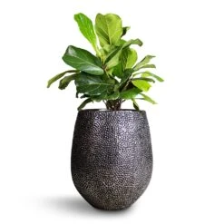 Opus Hit Darcy Planter - Silver -Garden Potted Plant Shop Ficus lyrata Bambino Dwarf Fiddle Leaf Fig 21x50cm 2stems Opus Hit Darcy Planter Silver 38x42cm 8eff2ae2 dac9 4dcb 9091 c7bf9cd339ef