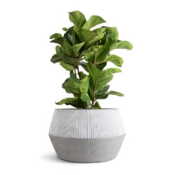 Low Harley Plant Pot - Ridged White Stripe -Garden Potted Plant Shop Ficus lyrata Bambino Dwarf Fiddle Leaf Fig 21x80cm 3 stems Low Harley Plant Pot Ridged White Stripe 36x22cm