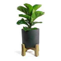 Charlie Plant Pot - Low Stand - Black Washed -Garden Potted Plant Shop Ficus lyrata Bambino Dwarf Fiddle Leaf Fig Charlie Plant Pot Low Stand Black Washed