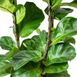 Ficus Lyrata Bambino - HydroCare -Garden Potted Plant Shop Ficus lyrata Bambino Dwarf Fiddle Leaf Fig Leaves Hydro