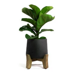 Patt Plant Pot - Low Stand - Black Washed -Garden Potted Plant Shop Ficus lyrata Bambino Dwarf Fiddle Leaf Fig Patt Plant Pot Low Stand Black Washed