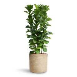 Ficus Lyrata Bambino - HydroCare -Garden Potted Plant Shop Ficus lyrata Bambino HydroCare Dune Cylinder Planter Oat